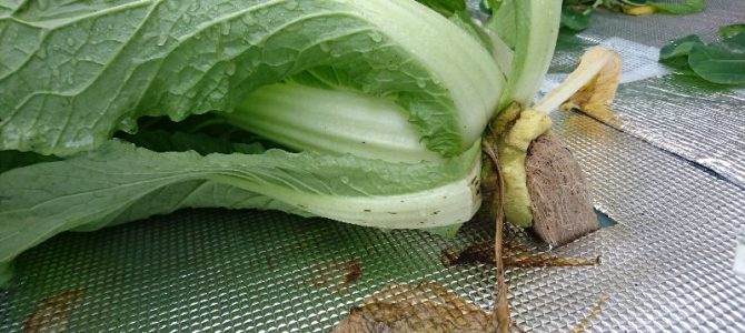 強風でダメージ