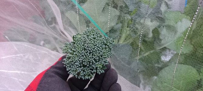 スティックセニョールの初収穫