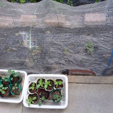 キャベツとブロッコリーの定植