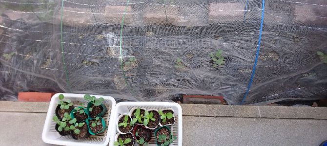 キャベツとブロッコリーの定植