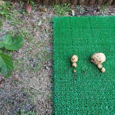 ジャガイモの収穫ファイナル