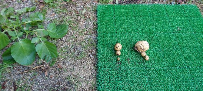 ジャガイモの収穫ファイナル