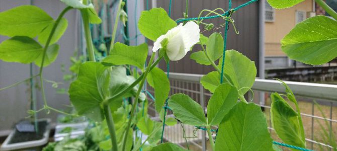 スナップエンドウの花が咲いた