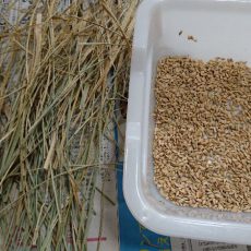 米を脱穀し喰らう