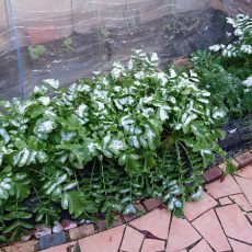 雪が降りました