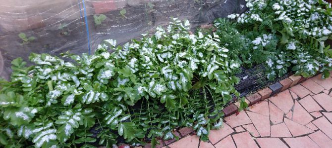 雪が降りました