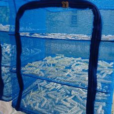 大根の初収穫で切り干し大根を作ります