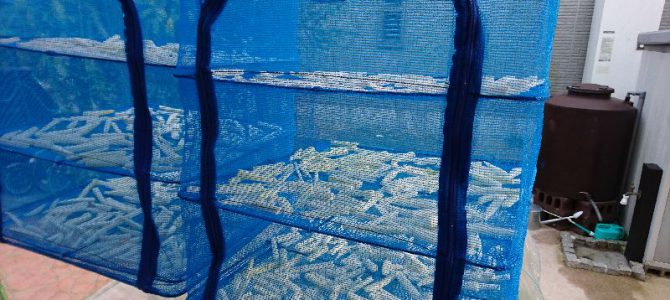 大根の初収穫で切り干し大根を作ります 大根の初収穫で切り干し大根を作ります