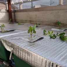 バルコニーキャベツの間引き