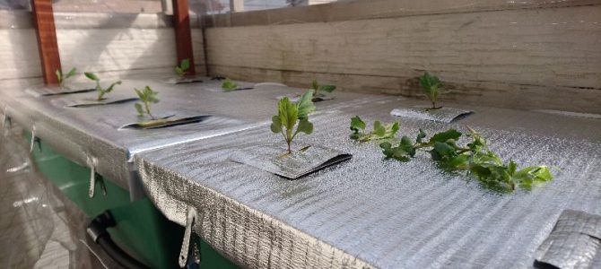 バルコニーキャベツの間引き