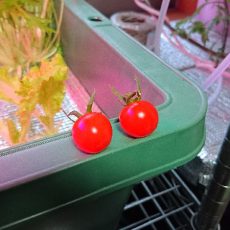 室内ミニトマトのネネを初収穫