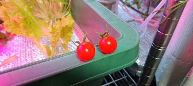 室内ミニトマトのネネを初収穫