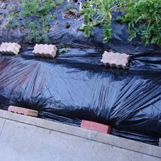 春野菜に向けて和室前畝1の土作り