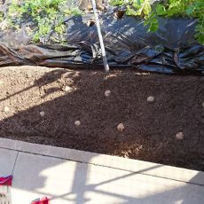 ジャガイモ（キタアカリ）の植え付け