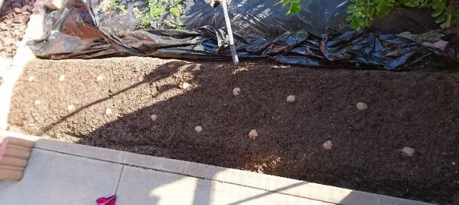 ジャガイモ（キタアカリ）の植え付け