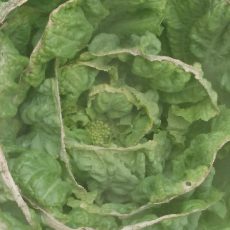 白菜がとう立ちし始めたようです