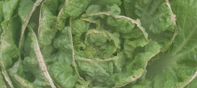 白菜がとう立ちし始めたようです