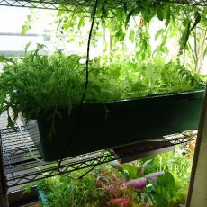 栽培日誌-20170304