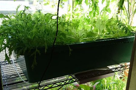 栽培日誌-20170304