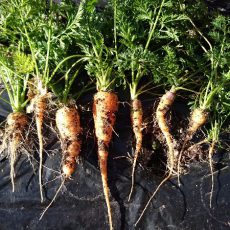 ニンジンの最終収穫