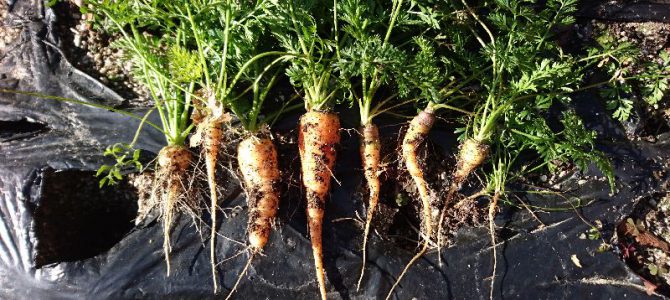 ニンジンの最終収穫