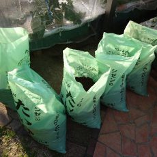 和室前畝2の土作りと堆肥袋へジャガイモの植え付け