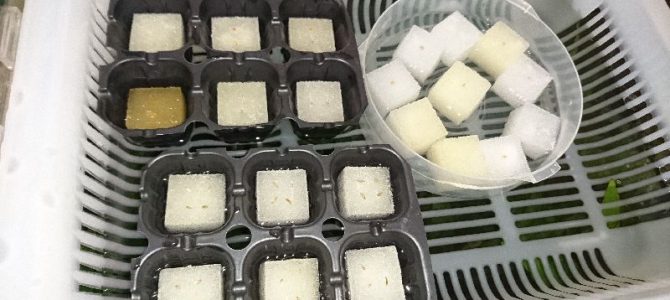 大玉トマト(桃太郎EX)の播種