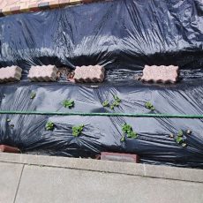 ジャガイモの芽が全て出てきました