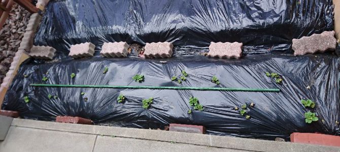 ジャガイモの芽が全て出てきました