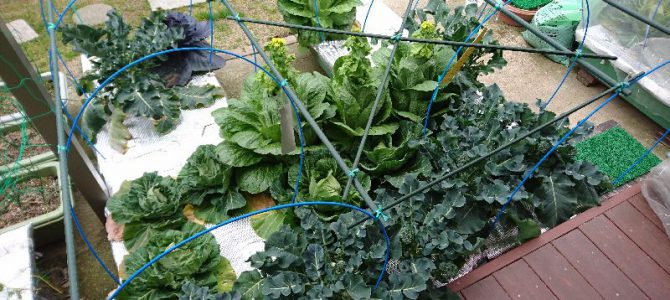 栽培日誌-20170318