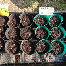 トウモロコシ、オクラ、シソ、ニンジンの播種と、ニラの株分け更新