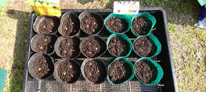 トウモロコシ、オクラ、シソ、ニンジンの播種と、ニラの株分け更新