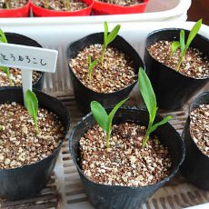 育苗状況-20170408