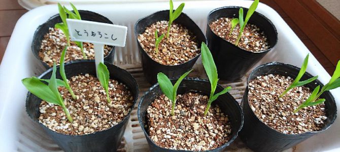 育苗状況-20170408