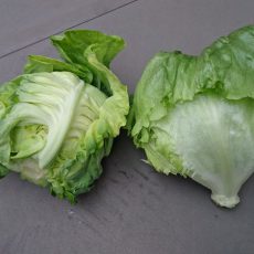 バルコニー水耕栽培キャベツと結球レタスの初収穫