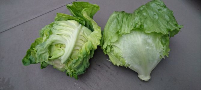 バルコニー水耕栽培キャベツと結球レタスの初収穫