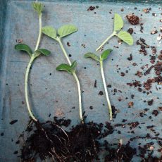 枝豆の定植とオクラの播種2回目