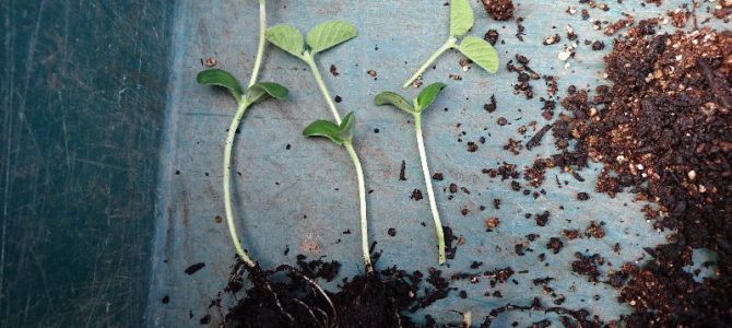 枝豆の定植とオクラの播種2回目
