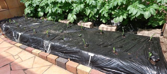 トウモロコシとオクラの定植とオクラの播種とネギの株分け