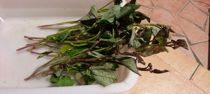 サツマイモ（紅あずま）とミニトマト（ネネ）の定植