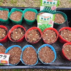 パクチー（コリアンダー）と枝豆とキュウリとオクラの播種と葉ネギの更新（植え替え）
