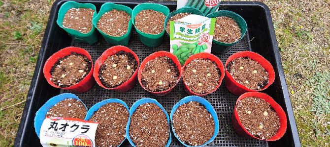 パクチー（コリアンダー）と枝豆とキュウリとオクラの播種と葉ネギの更新（植え替え）