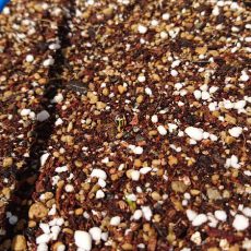 ジャガイモの芽かきとニンジンの発芽とスナップエンドウの初収穫