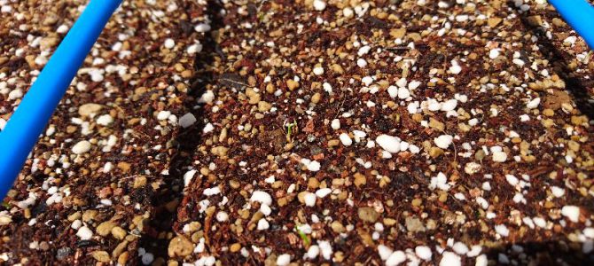 ジャガイモの芽かきとニンジンの発芽とスナップエンドウの初収穫