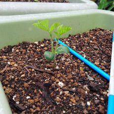 枝豆の脇芽が伸びてきました