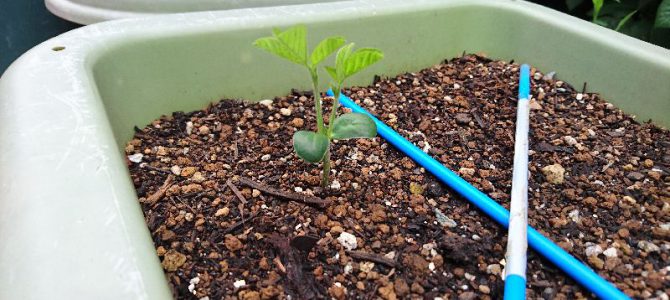 枝豆の脇芽が伸びてきました 枝豆の脇芽が伸びてきました
