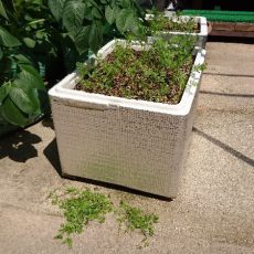 ニンジンの間引き