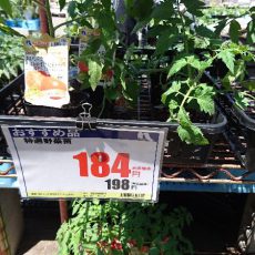 大玉トマト、キュウリ、ナス、ピーマン、シシトウ、サツマイモ（紅はるか）、シソの定植