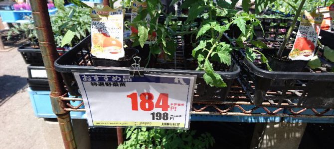 大玉トマト、キュウリ、ナス、ピーマン、シシトウ、サツマイモ（紅はるか）、シソの定植