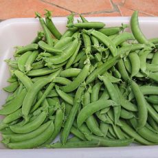 スナップエンドウが旬です